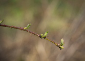 Blackberry - ..Rubus plicatus - with buds