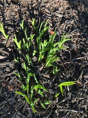 Sprouting Spring crocus