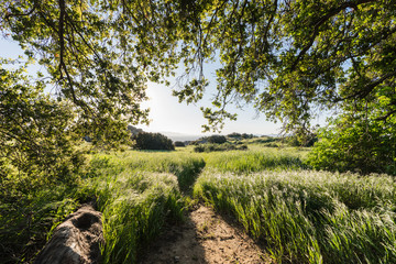 Fototapeta premium Santa Susana Pass State Historic Park Oak Grove meadow sunrise near Porter Ranch and the San Fernando Valley in Los Angeles, California. 