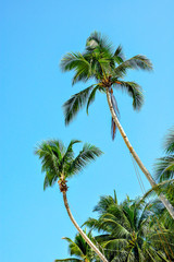 Obraz na płótnie Canvas Palm tree at Boracay