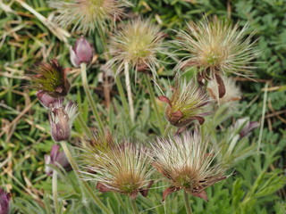 花後のオキナグサ