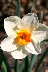 White Daffodil 