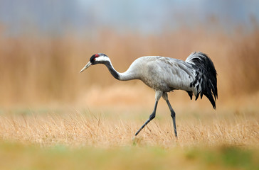 Fototapeta premium Common crane (Grus grus)