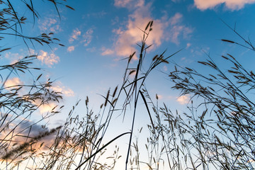Fototapeta premium Low angle view of grass with cloudy sky