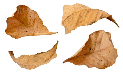 Set of dry leaf on white backgrounds.