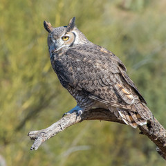 Portrait of a Great Horned Owl in the Desert Southwest