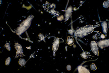 Plankton are organisms drifting in oceans and seas.