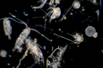 Plankton are organisms drifting in oceans and seas.