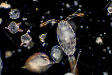 Plankton are organisms drifting in oceans and seas. - obrazy, fototapety, plakaty