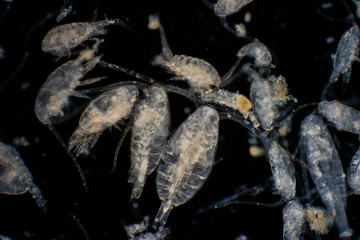 Plankton are organisms drifting in oceans and seas.