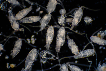 Plankton are organisms drifting in oceans and seas.