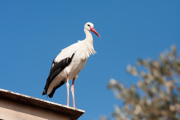 White stork sitting on the roof.