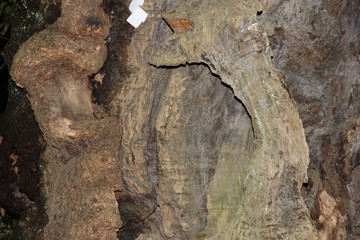 古木の樹皮(静岡県)