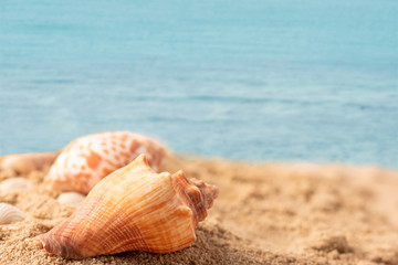 Fototapeta na wymiar shell on the beach with the blue sea