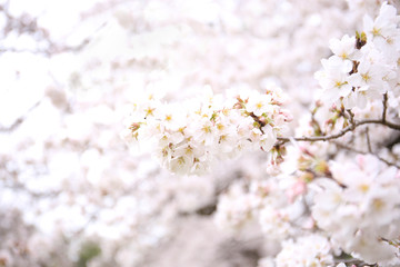 beautiful background of cherry blossom