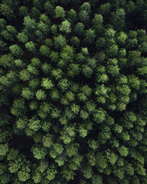 Aerial view of trees from above. Drone shot of Nordic trees like pines and fire trees Christmas trees. © FRPhotos