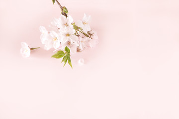桜の背景素材ピンク背景横向き