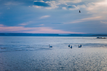 Evening and winter landscape at sunset. Dripping birds, swans and gulls. Cold river against the sky and clouds. Beautiful nature.
