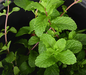 Fototapeta na wymiar top mint leaves isolated on white background