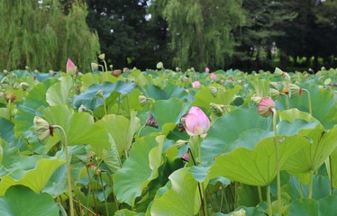 風景　蓮池　夏　茨城