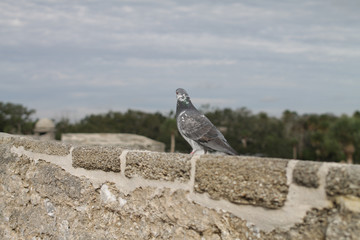 bird on a rock