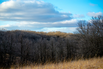 sunlight hitting trees in the woods