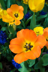 Tulips Bloomed Wide Open. These beautiful flowers are past their prime, but still bright and colorful.