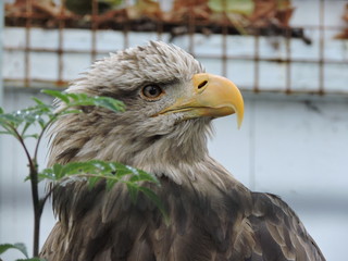 portrait of an eagle