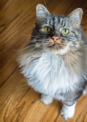 Manx Cat Looking Up. Sitting on a wooden floor beautiful green eyes staring right at you. Bobtail...
