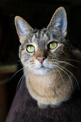  Cat Looking Straight Ahead. Sitting on her chest with beautiful green eyes staring straight ahead. House domestic cat.