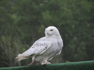 Pirtched owl
