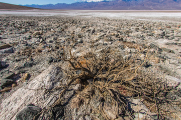 A scrub bush lies dormant in the winter at Badwater california in Death Valley National Park.