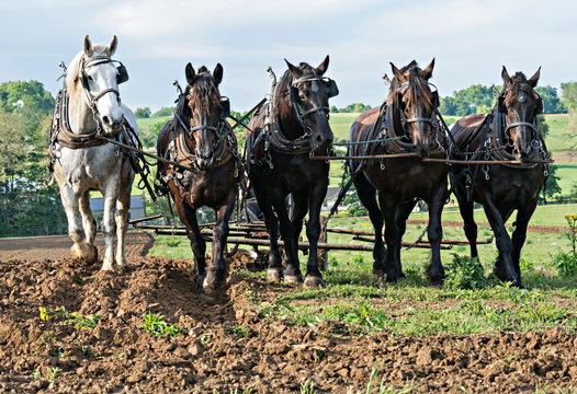 Five Draft Horse Team pulling together in a rural setting.Rolling Hills in the background. Ohio