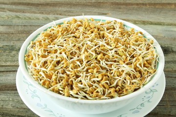 sprouted Fenugreek ready for planting, microgreen or salad in bowl top view isolated