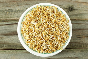 sprouted Fenugreek ready for planting, microgreen or salad in bowl top view isolated