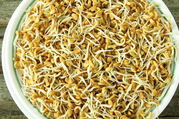 sprouted Fenugreek ready for planting, microgreen or salad in bowl top view isolated