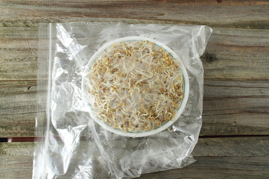 Sprouted Fenugreek Ready For Planting, Microgreen Or Salad In Bowl And Ziploc Bag Isolated