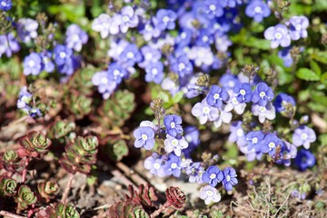 blue flowers in the garden
