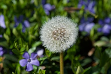 dandelion on background of green grass