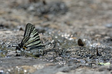 Butterfly from the Taiwan (Pazala eurous) Tailed Such as swords butterfly