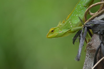 Mane chameleon on the tree stalk