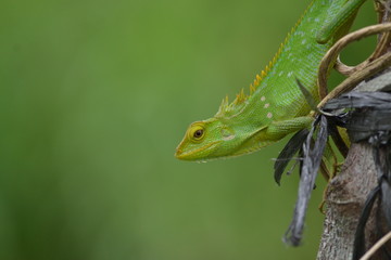 Mane chameleon on the tree stalk