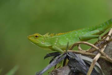 Mane chameleon on the tree stalk