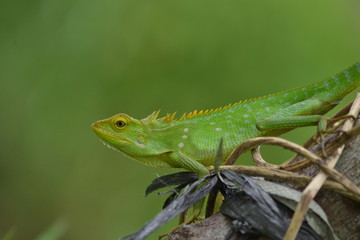Mane chameleon on the tree stalk