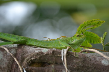 Mane chameleon on the tree stalk