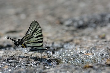 Butterfly from the Taiwan (Pazala eurous) Tailed Such as swords butterfly