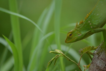 Mane chameleon on the tree stalk