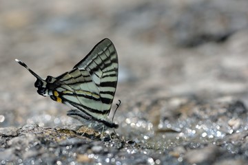 Naklejka na ściany i meble Butterfly from the Taiwan (Pazala eurous) Tailed Such as swords butterfly