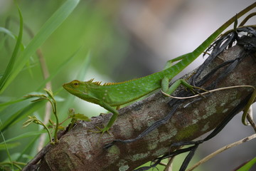 Mane chameleon on the tree stalk