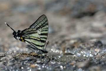 Butterfly from the Taiwan (Pazala eurous) Tailed Such as swords butterfly